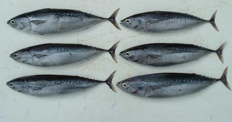 pescado-para-exportar.webp